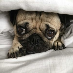 Meet your Posher, Danny